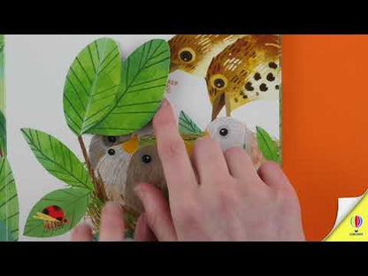 Peep inside a bird's nest